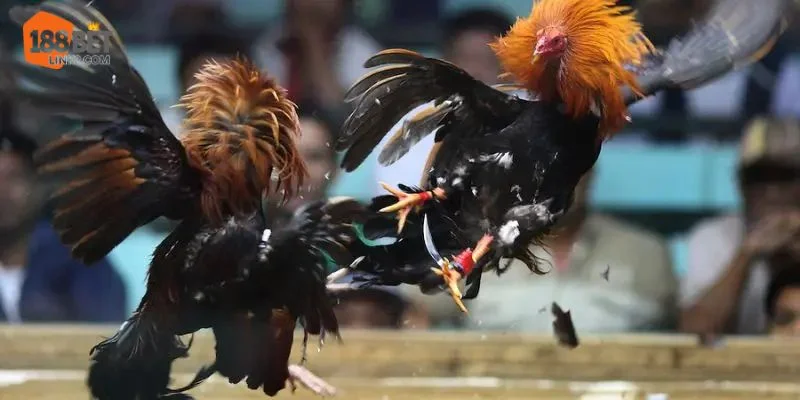 Đá Gà Mộc Bài 188BET Có Gì Hấp Dẫn? Chỉ Dẫn Xem Trực Tiếp